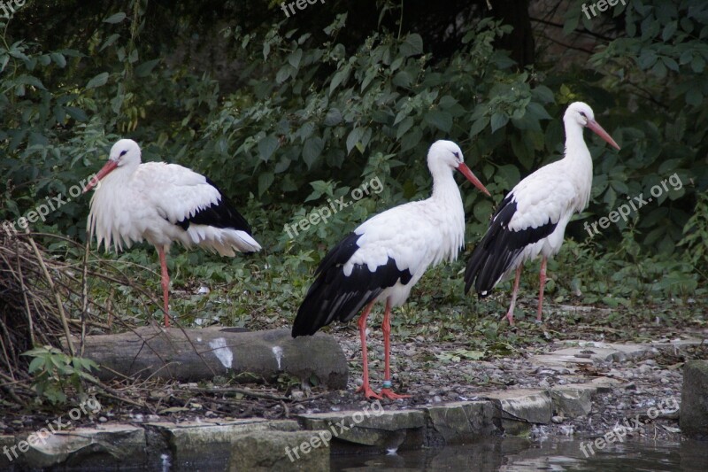 Storks Three Rattle Stork White Stork Birds