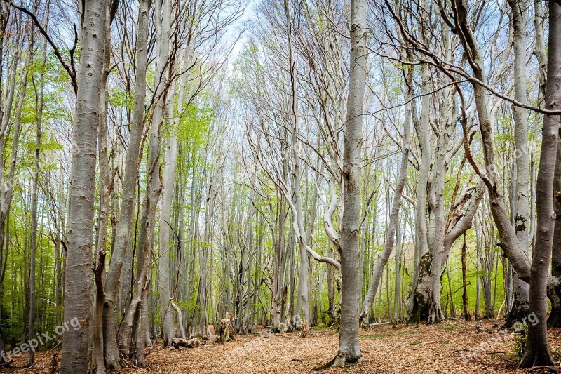 Forest Vizzavonne Corsican Trees Nature