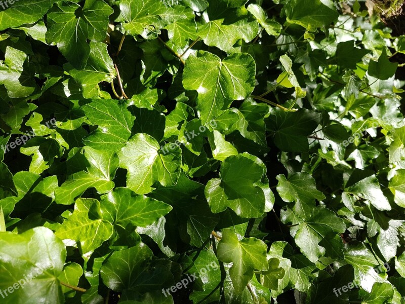 Ivy Leaves Green Pattern Common Ivy