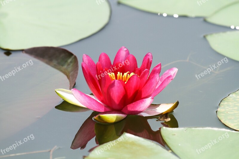 Lotus Flower Pond Water Flowers Green