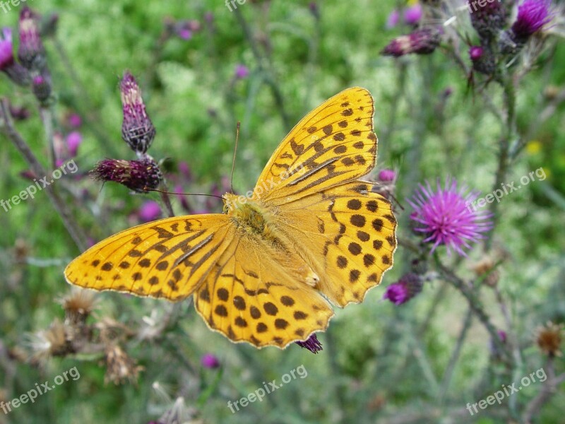 Butterfly Yellow Compound Insect Close Up