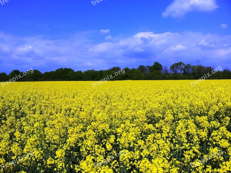 Oilseed Rape Field Of Rapeseeds Sky Clouds Yellow