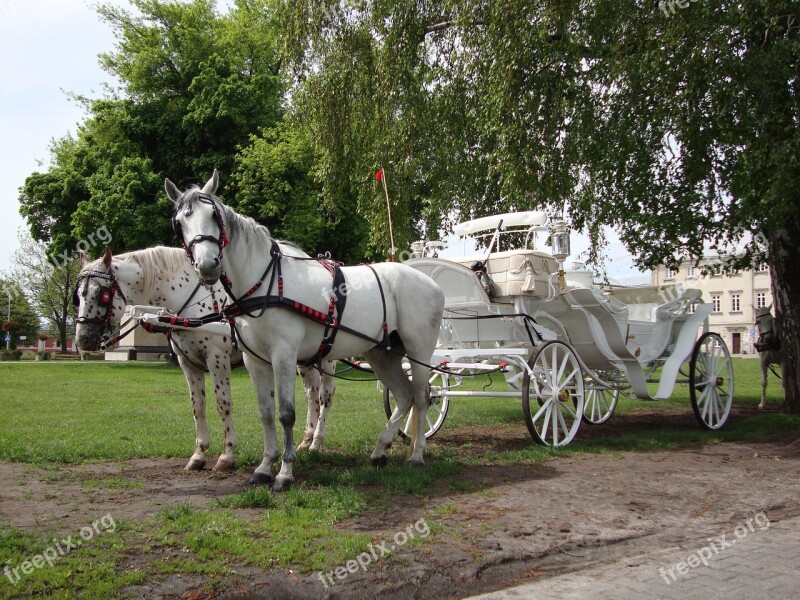 Horses Animals Chaise Tourism Tour