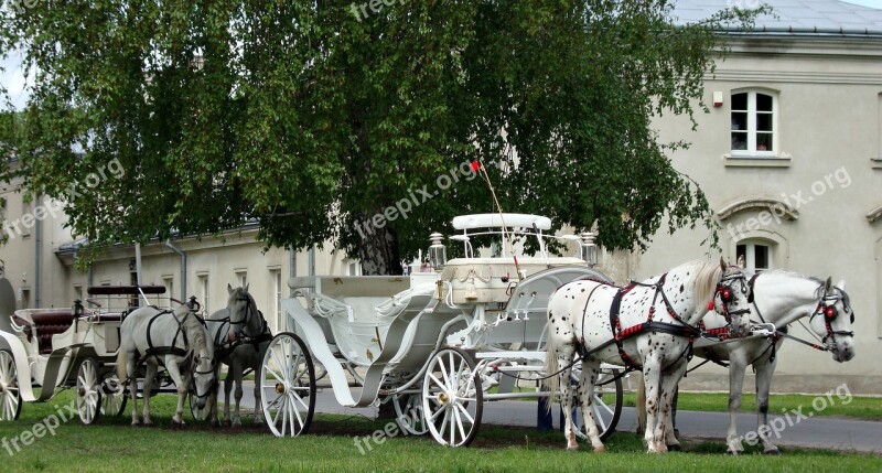 Horses Animals Chaise Poland Tourism