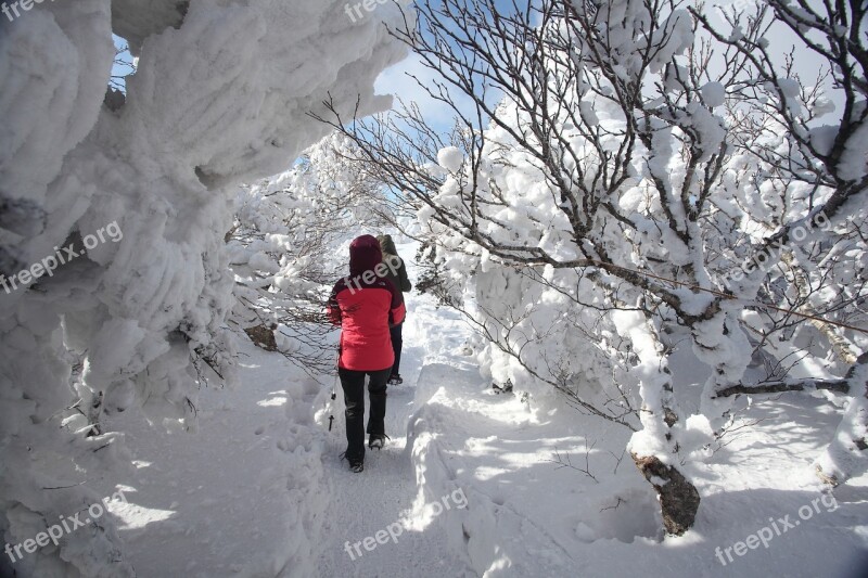 Winter Mountain Halla Jeju Island Snow Flower Snow