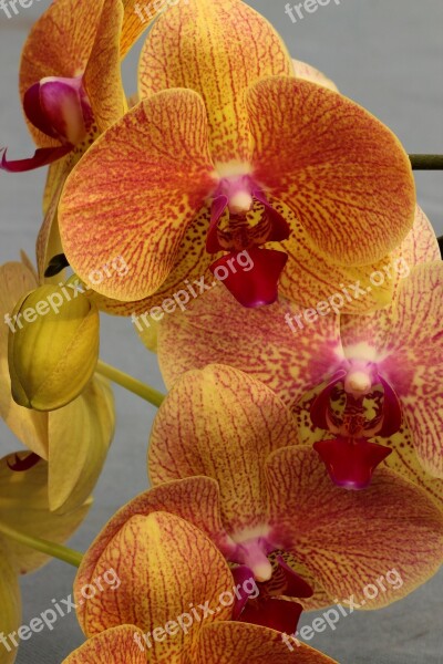 Orchid Orchid Flower Blossom Bloom Flower