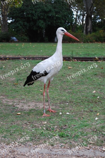 Stork Adebar Rattle Stork White Stork Free Photos