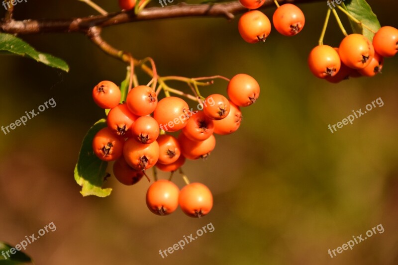 Rowanberries Orange Berries Fruits Bush