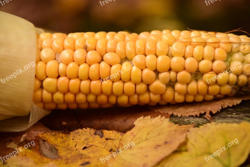 Corn Fresh Corn Fresh Food Agriculture