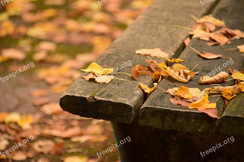 Bank Wooden Bench Bench Nature Rest