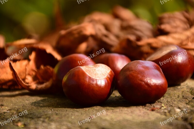 Chestnut Close Up Buckeye Autumn Leaves