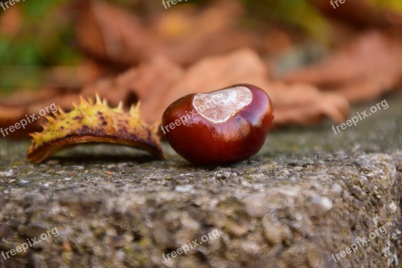 Chestnut Close Up Buckeye Autumn Leaves