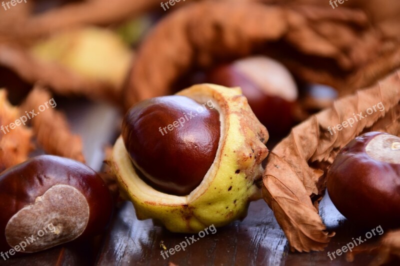 Chestnut Close Up Buckeye Autumn Leaves