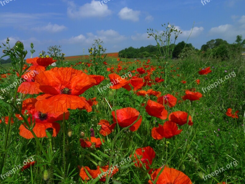 Poppy Poppies Nature Red Spring