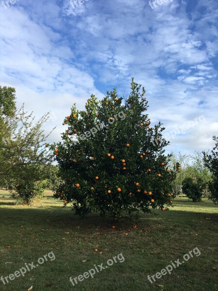 Fruit Oranges Tree Vitamin Orange Fruit