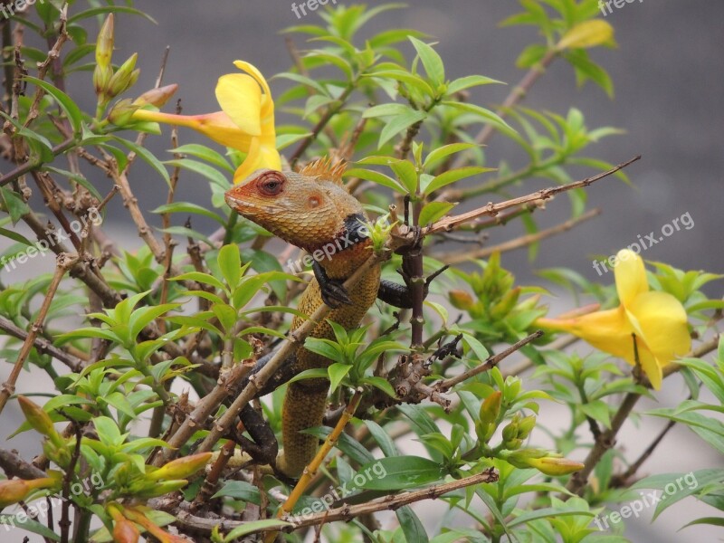 Chameleon Chameleon On A Plant Flower And Chameleon Animal Nature