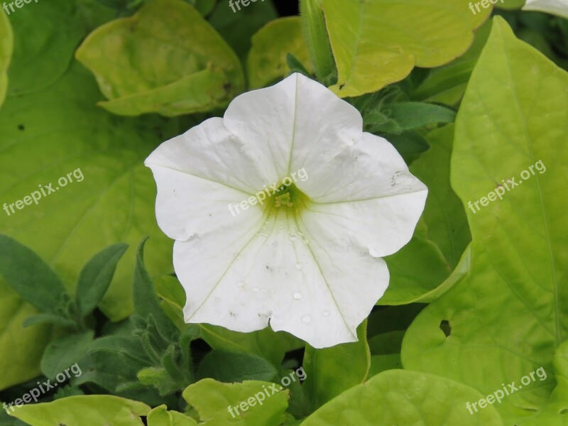 Petunia White Flower Plant Garden