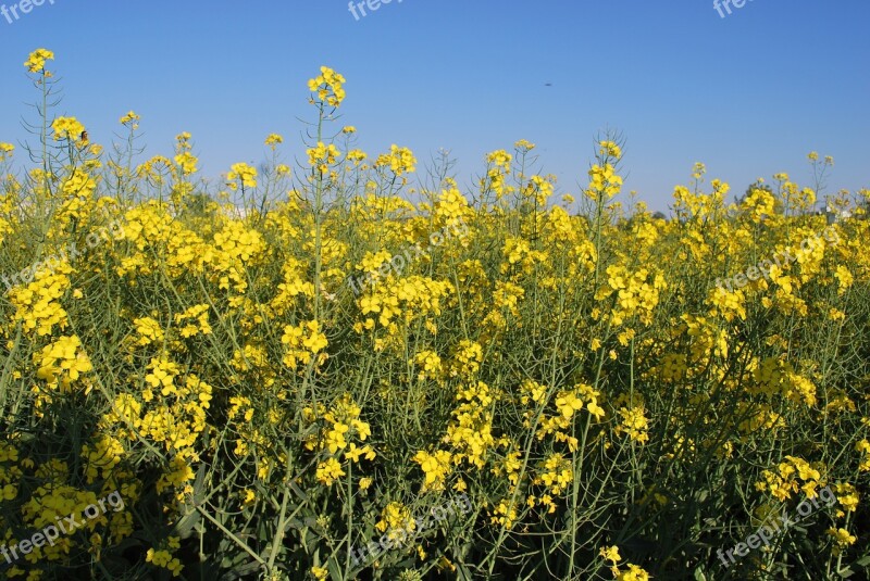 Flowers Field Germany Field Of Flowers Nature