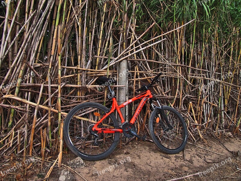 Bike Cane Trail Tourism Stroll