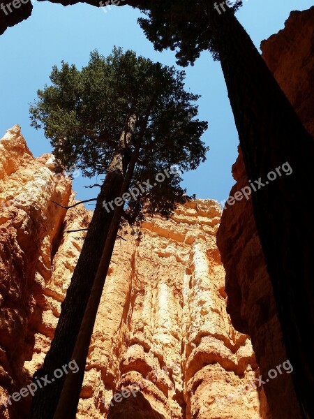 Zion National Park Pine Tree Utah Zion National