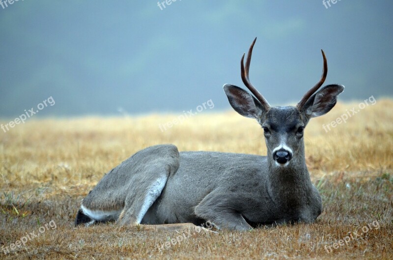 Deer Buck Two-pointer Wildlife Mammal