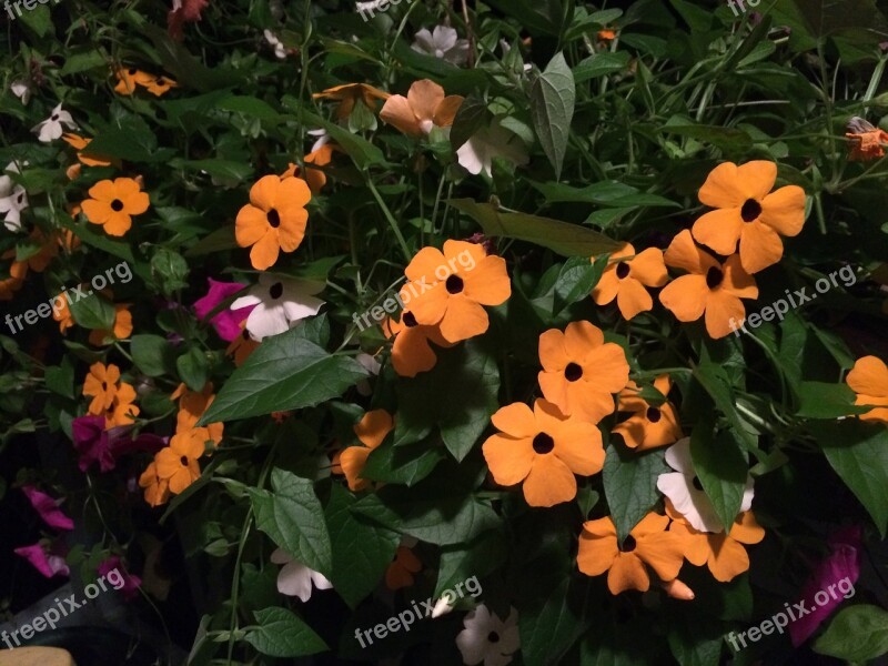 Black Eyed Susan Vine Orange Flowers Garden Vine Black-eyed