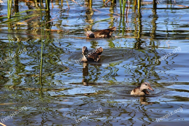 Ducks Gadwall Water Bird Water Lake