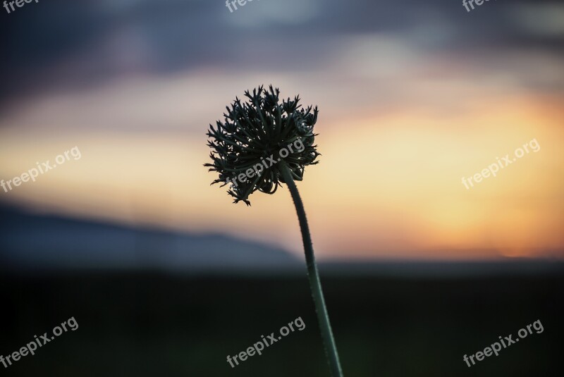 Sunset Flower Sky Landscape Nature