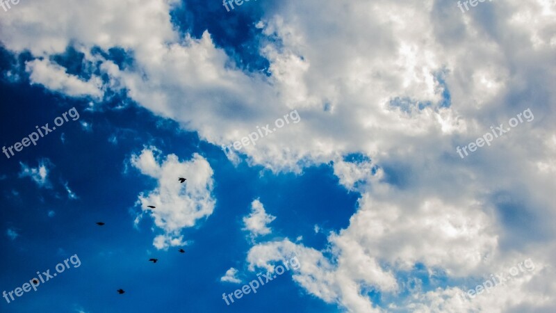 Sky Clouds Birds Flock Blue Sky Clouds