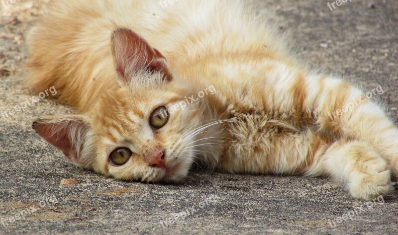 Cat Young Kitten Cute Relax