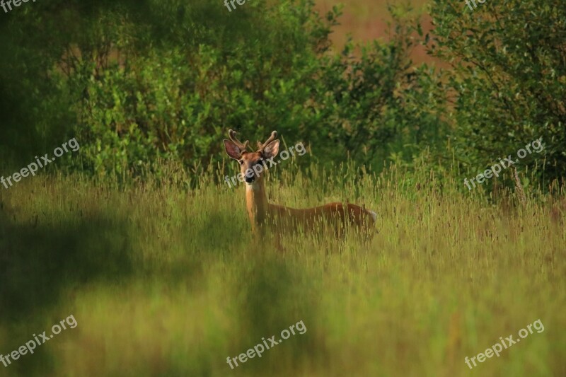 Hirsch Finland Animal Wild Scheu