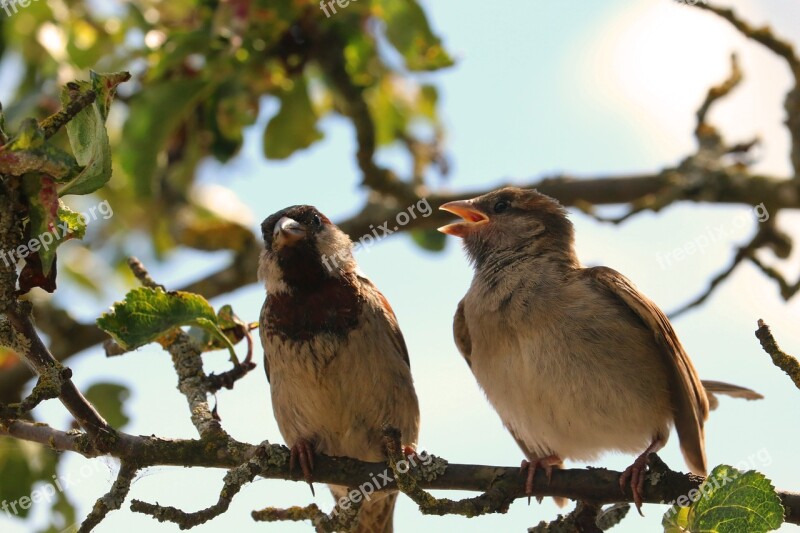 Sparrow Sparrows Bird Feather Plumage