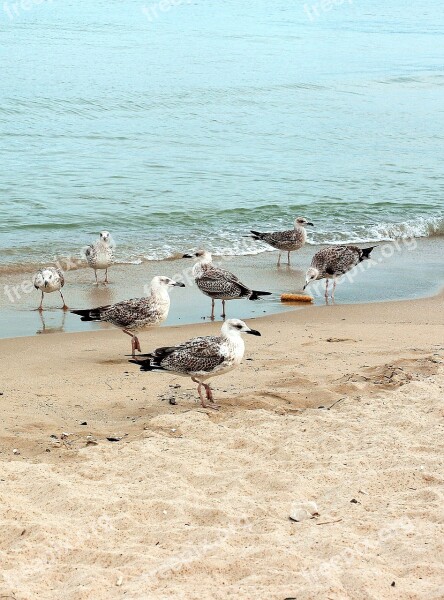 Seagull The Seagulls Birds Sea Beach