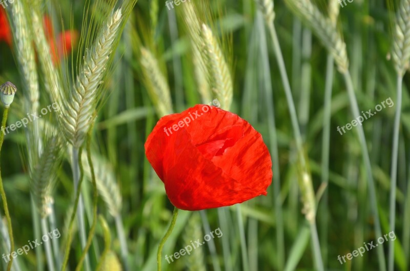 Poppy Cornfield Summer Wheat June