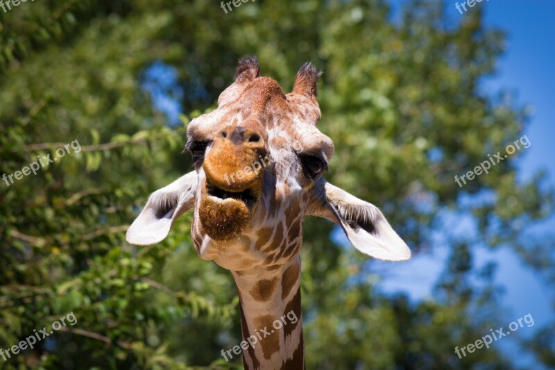 Giraffe Animal Zoo Headphones Fauna