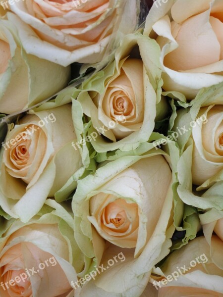 Roses Rose Peach Colour Bouquet Romantic