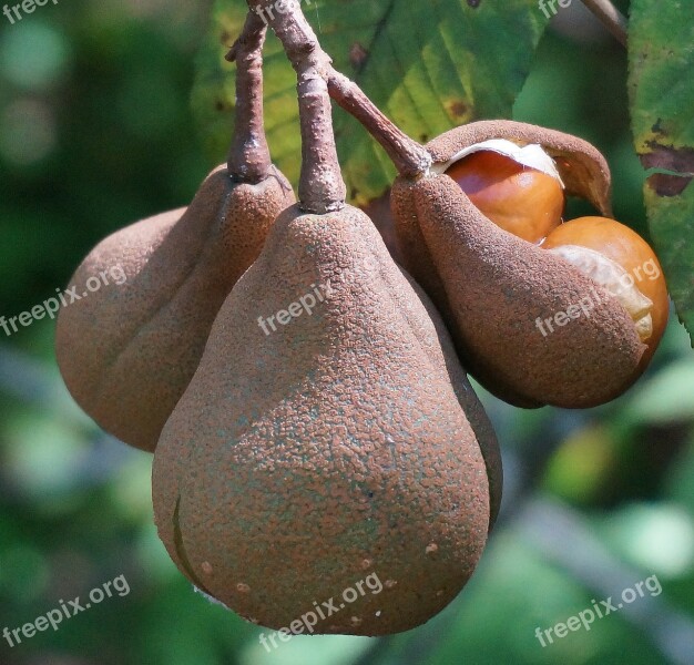 Japanese Horse Chestnut Pods Opening Horse Chestnut Nut Pods Tree