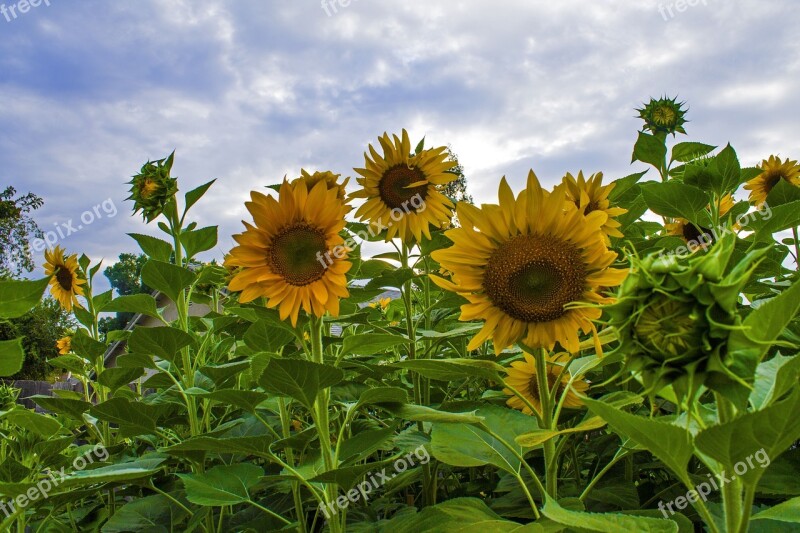 Sunflowers Garden Flowers Summer Plant