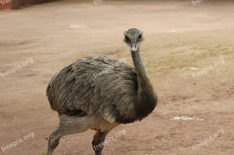 Animal Bird Zoo Emu The Ostrich