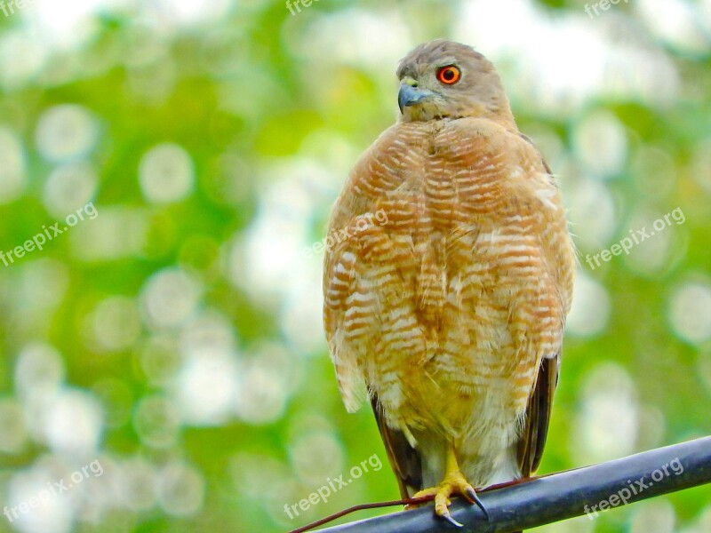 Hawk Wild Predator Hunting Eagle