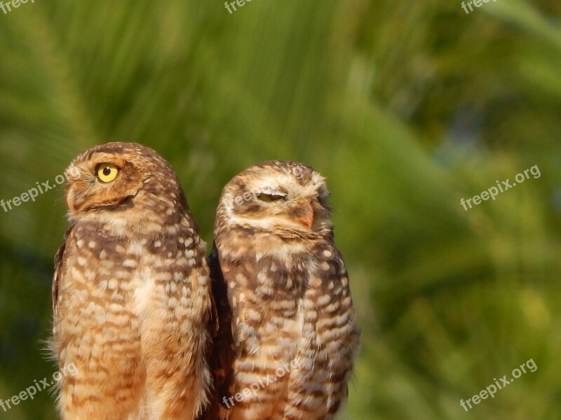 Owl Burrowing Owl Bird Free Photos