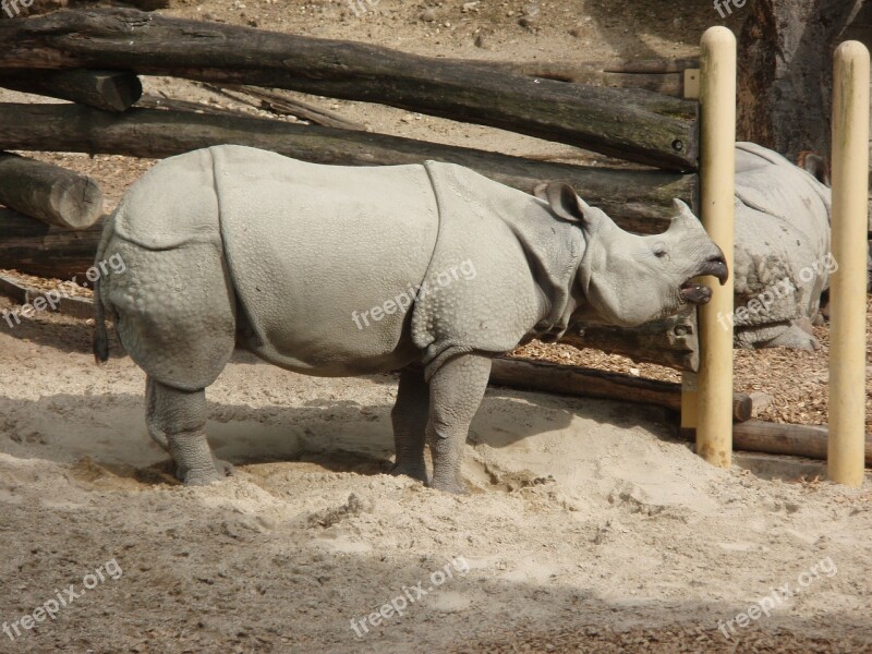 Rhino Black Rhino Zoo Animal Mammal