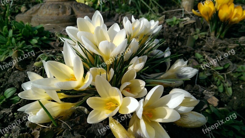 Spring Flowers Nature White Flowers Bloom