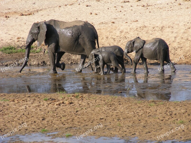 Elephants Africa Wildlife Safari Free Photos