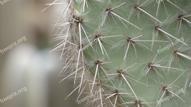 Cactus Macro Flower Botany Quills