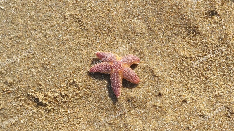 Starfish Katwijk Holland Free Photos