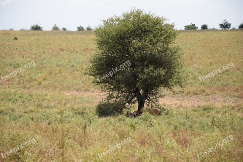 Lion Savannah Serengeti Safari Wildlife