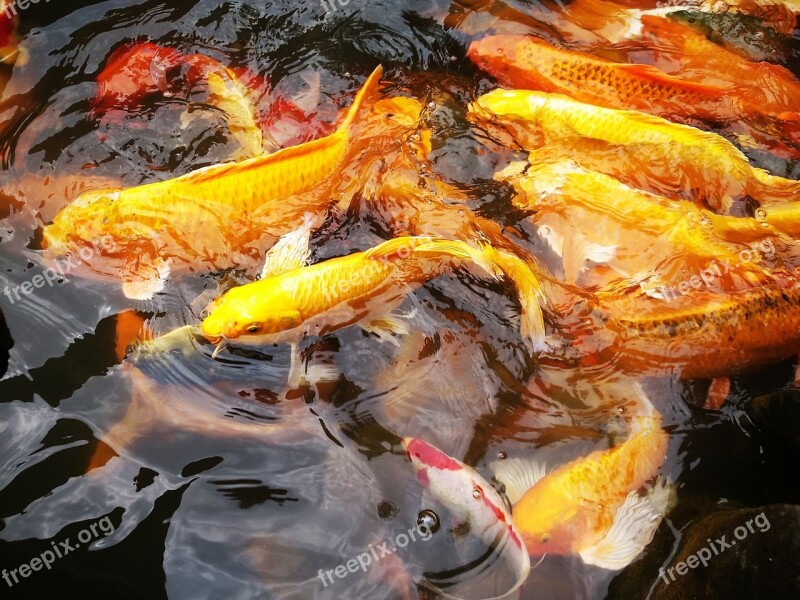 Carp Water Shoal Of Fish Koi Fish