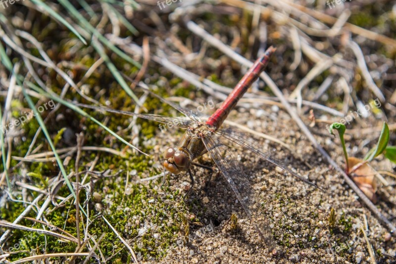 Dragonfly Flight Insect Close Up Nature Free Photos