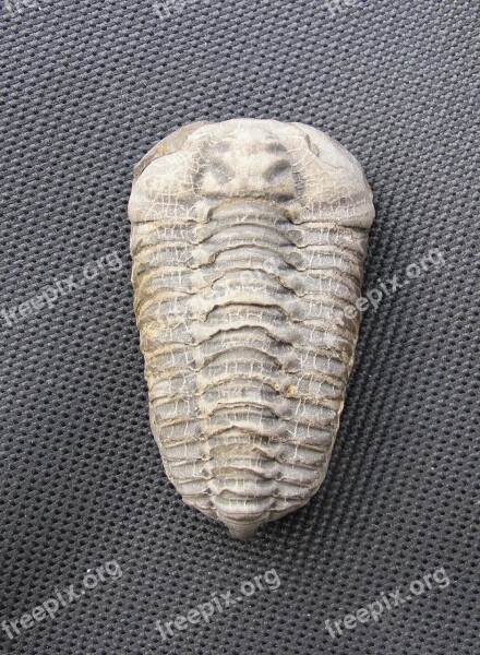 Fossil Trilobite Colpocoryphe Bohemica Free Photos